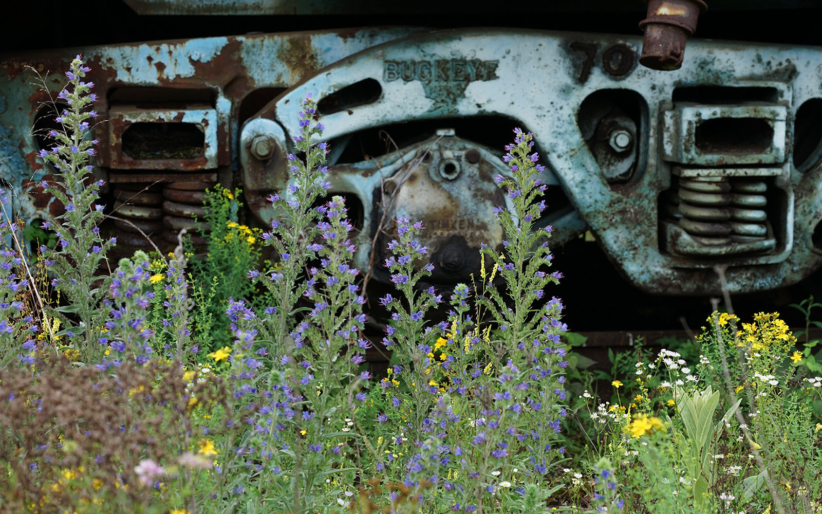 Wildflowers in front of a rusty machine