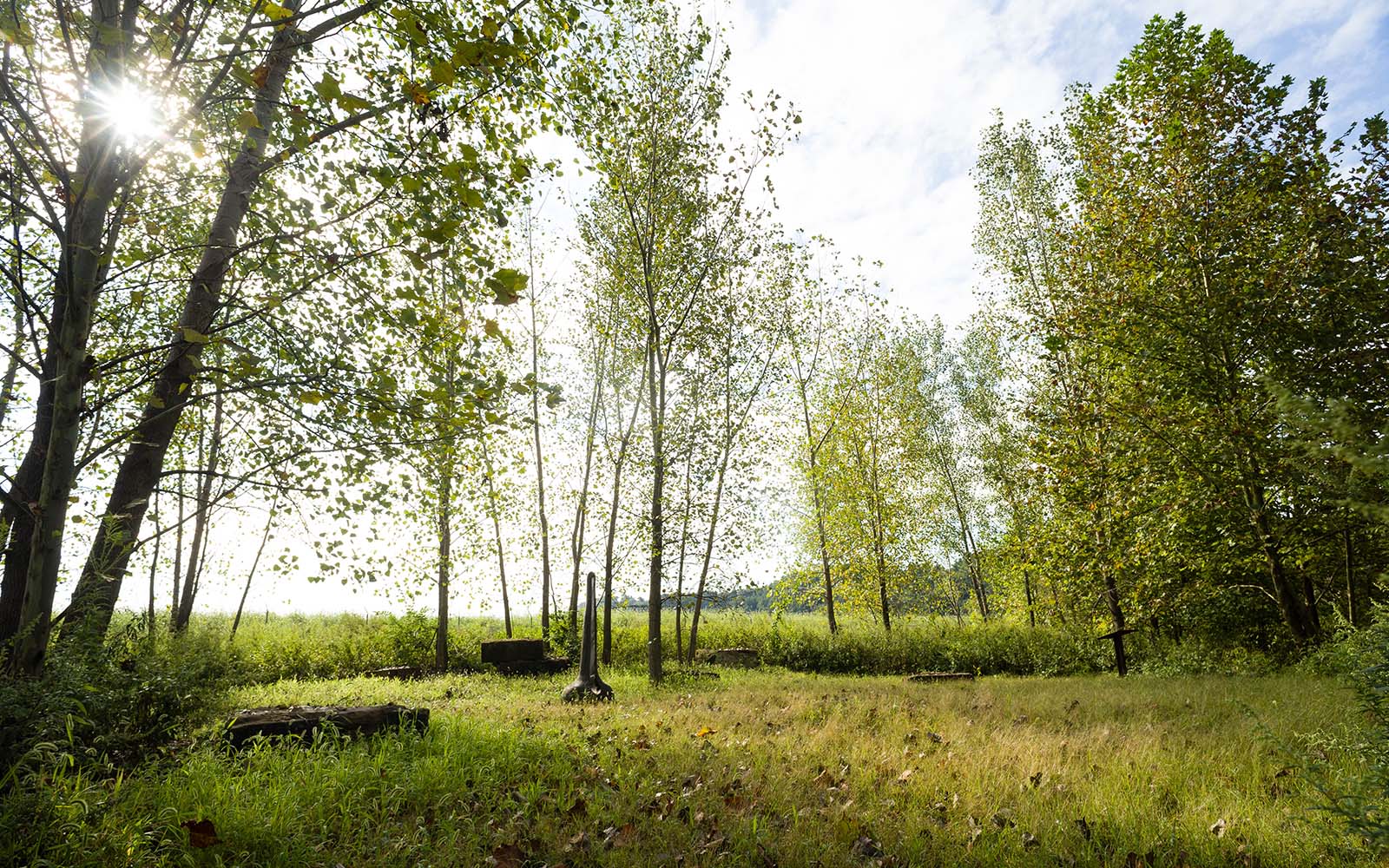 Clearing in the garden surrounded by taller trees