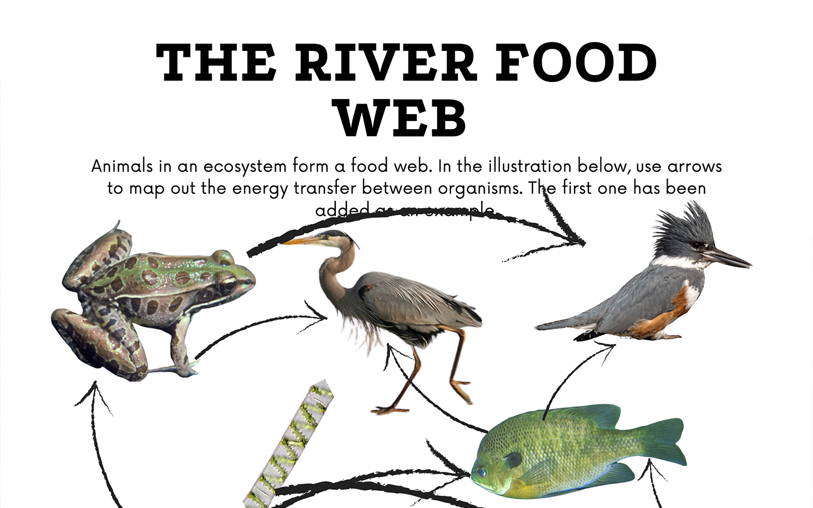 River Ecosystem Food Web | My XXX Hot Girl