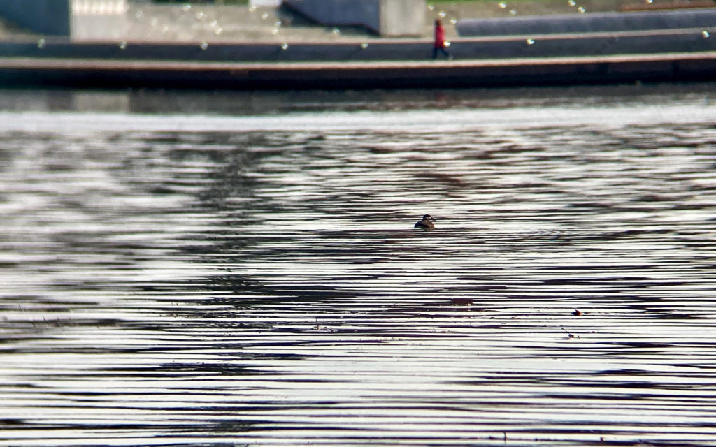 A bird in the water with the steps from the Point in the top of the image.