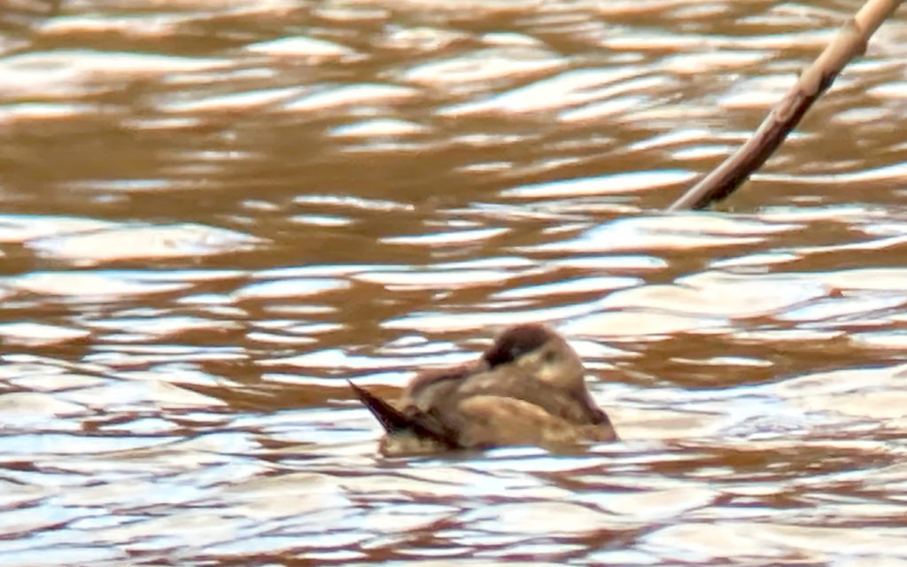 First sighting of female Ruddy Duck