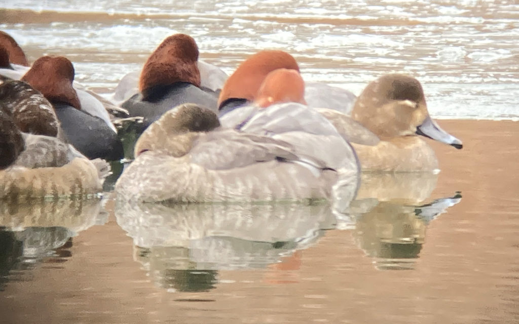 Brown and white ducks with black on their heads and a gray bill