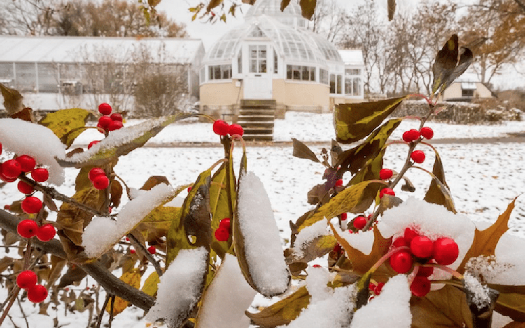 Snowy landscape with a victorial greenhouse in the background.