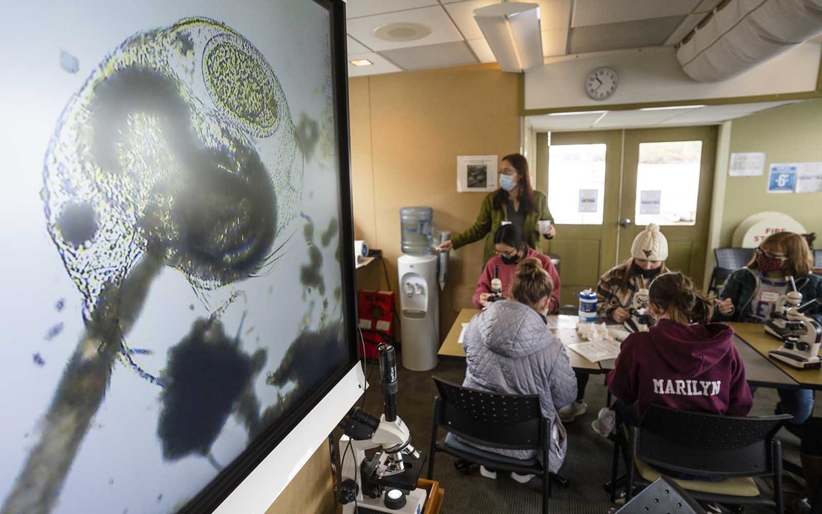 Microscopic organisms projected with students