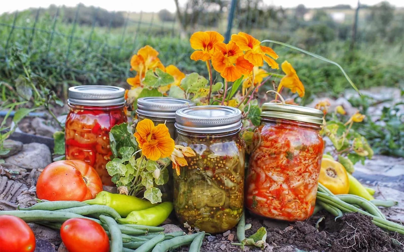 canning jars with pickled items surrounded by tomatoes, peppers and beans with a landscape background and some flowers