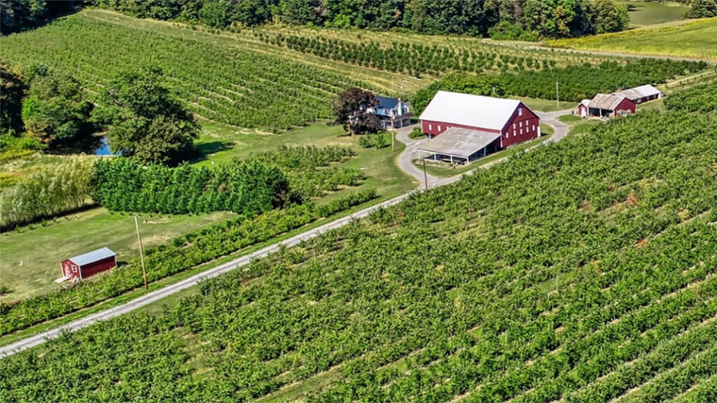 A drone shot of a farm with green rows of trees