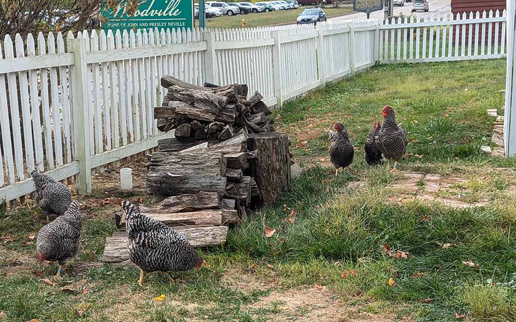 Half a dozen chickens walk around and peck at the ground near a wood pile in a white fenced in run.